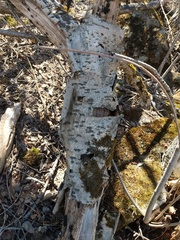 Biscogniauxia repanda