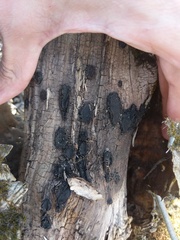 Biscogniauxia repanda