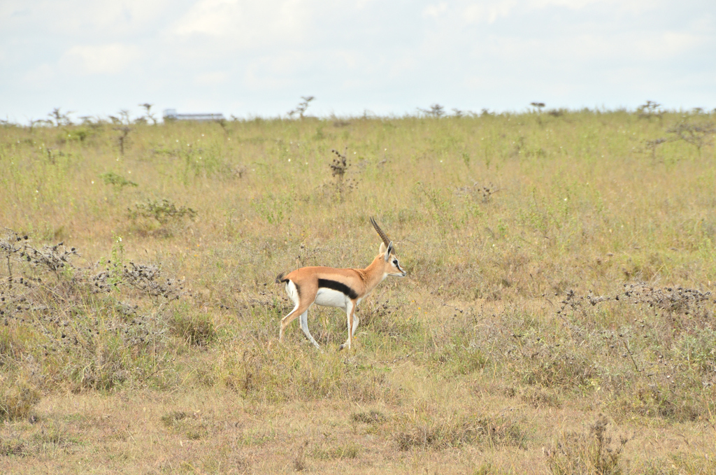 Eudorcas thomsonii thomsonii, Mugumoini, Nairobi, Kenya, by gosando