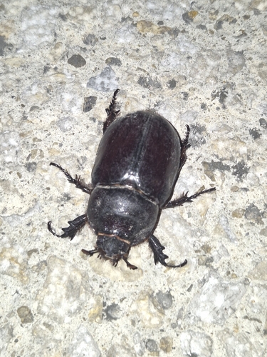 European Rhinoceros Beetle