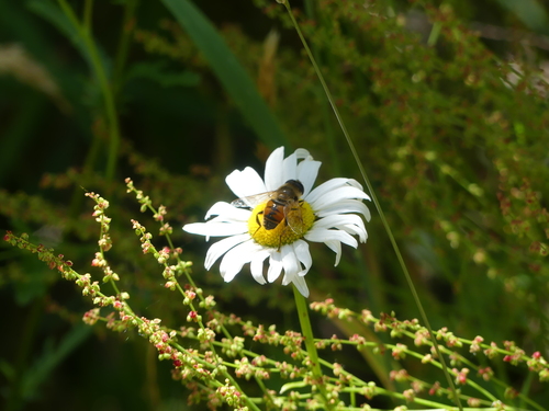 Common Drone Fly