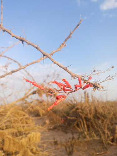 Fouquieria diguetii, photograph 6