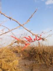 Fouquieria diguetii, photograph (c) Juan Cruzado Cortés, some rights reserved (CC BY)