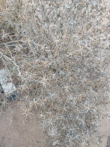 Ambrosia bryantii