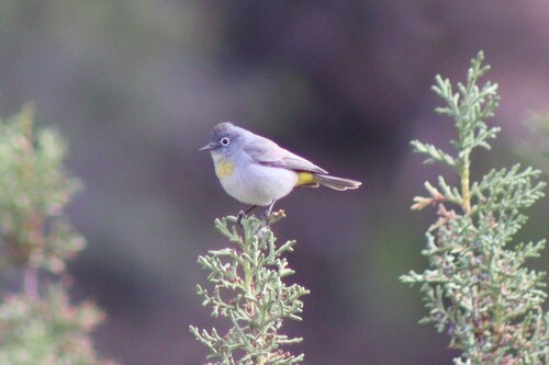 Virginia's Warbler