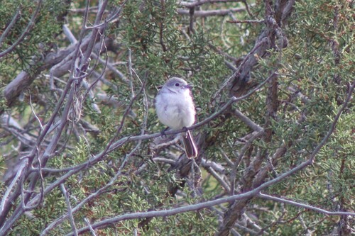Gray Vireo