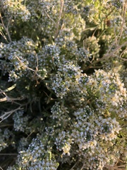 Lepidium fremontii
