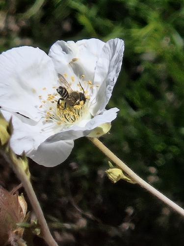 Tansy Mustard Sweat Bee