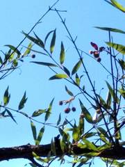 Cephalanthus glabratus