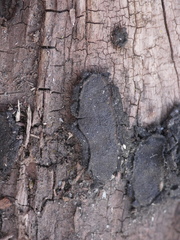 Biscogniauxia repanda