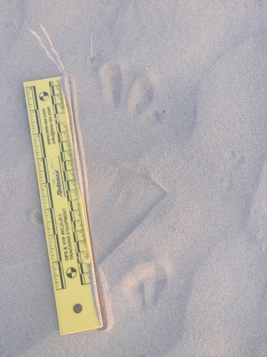 Dulzura Kangaroo Rat (Dipodomys simulans)