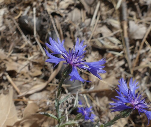 Cornflower