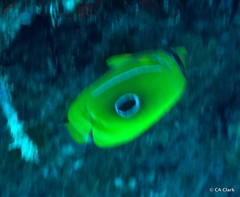 Chaetodon bennetti