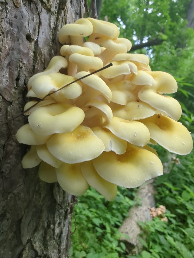 Golden Oyster Mushroom · June 2026 · photo: Photo: (c) Anna Hess, some rights reserved (CC BY) · iNaturalist