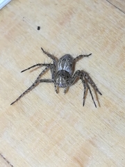 Oxyopes heterophthalmus