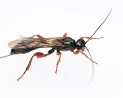 Odontocolon dentipes