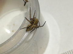 Oxyopes heterophthalmus