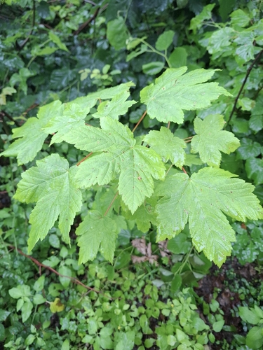 sycamore maple