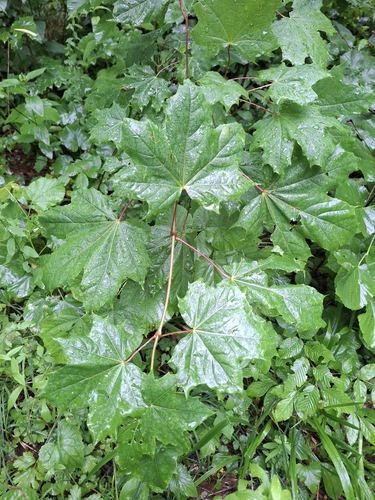 Norway maple