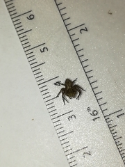 Oxyopes heterophthalmus