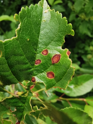 Schrotschusskrankheit · Cherry Shot Hole