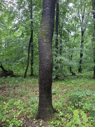 wild cherry