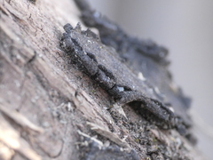 Biscogniauxia repanda