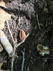Helvella acetabulum