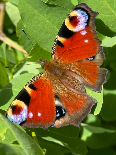European Peacock Butterfly