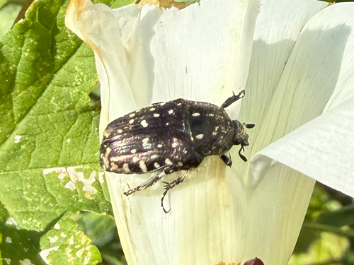 Mediterranean Spotted Chafer