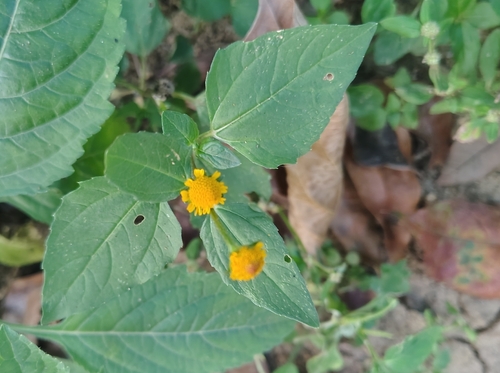 Acmella ciliata, photograph 6
