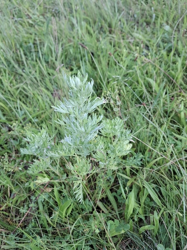absinthe wormwood