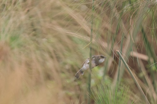 Swamp Flycatcher (Muscicapa aquatica)
