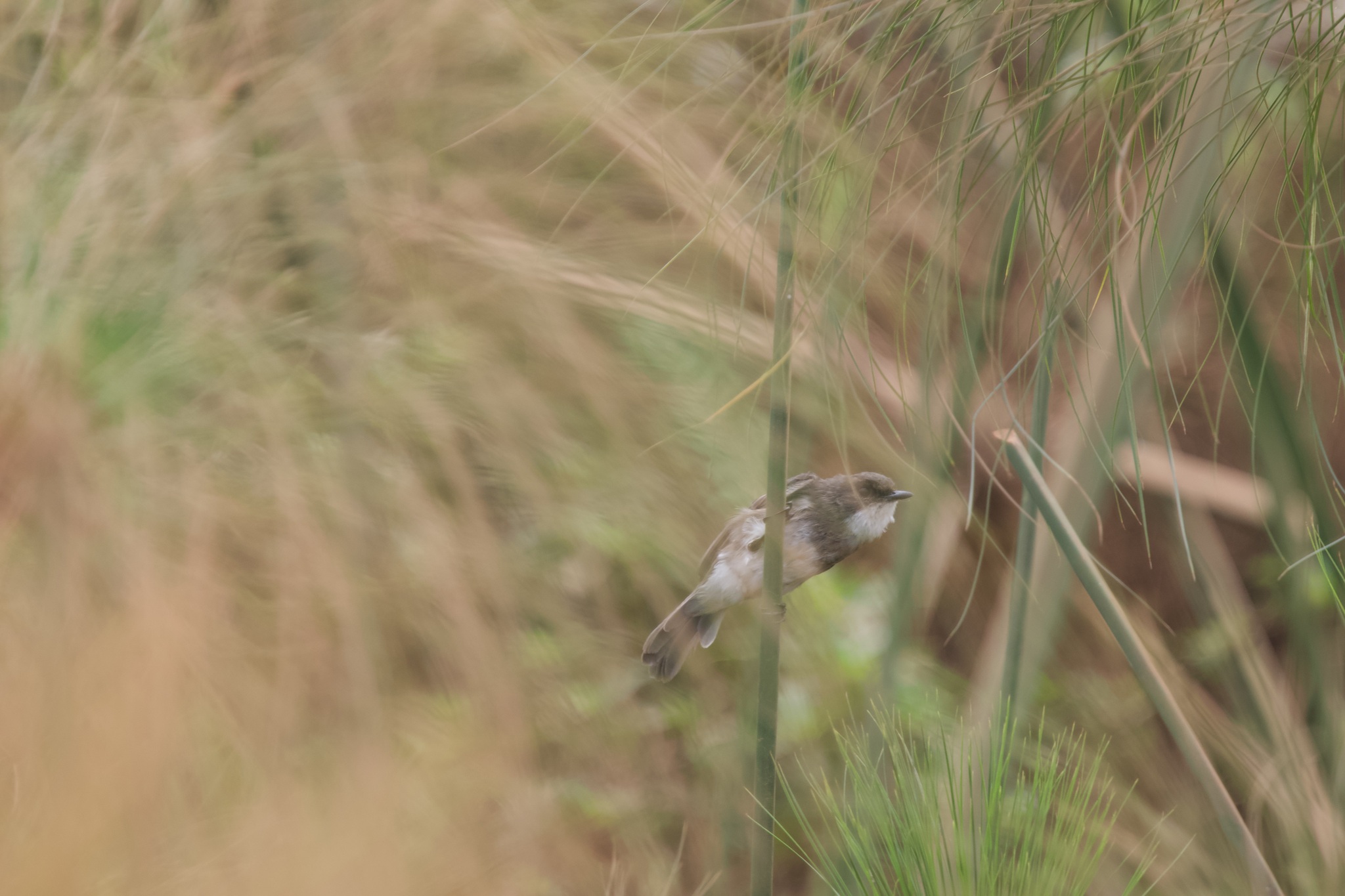 Swamp Flycatcher (Muscicapa aquatica), photo 1