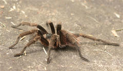 Cyclosternum schmardae