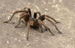 Cyclosternum schmardae