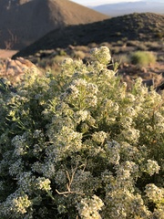 Lepidium fremontii
