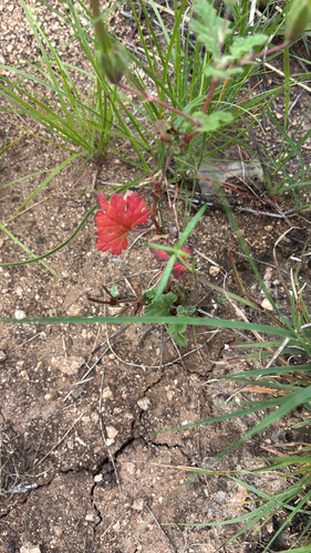 Texas stork's bill