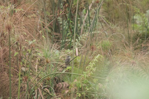 Swamp Flycatcher (Muscicapa aquatica), photo 7