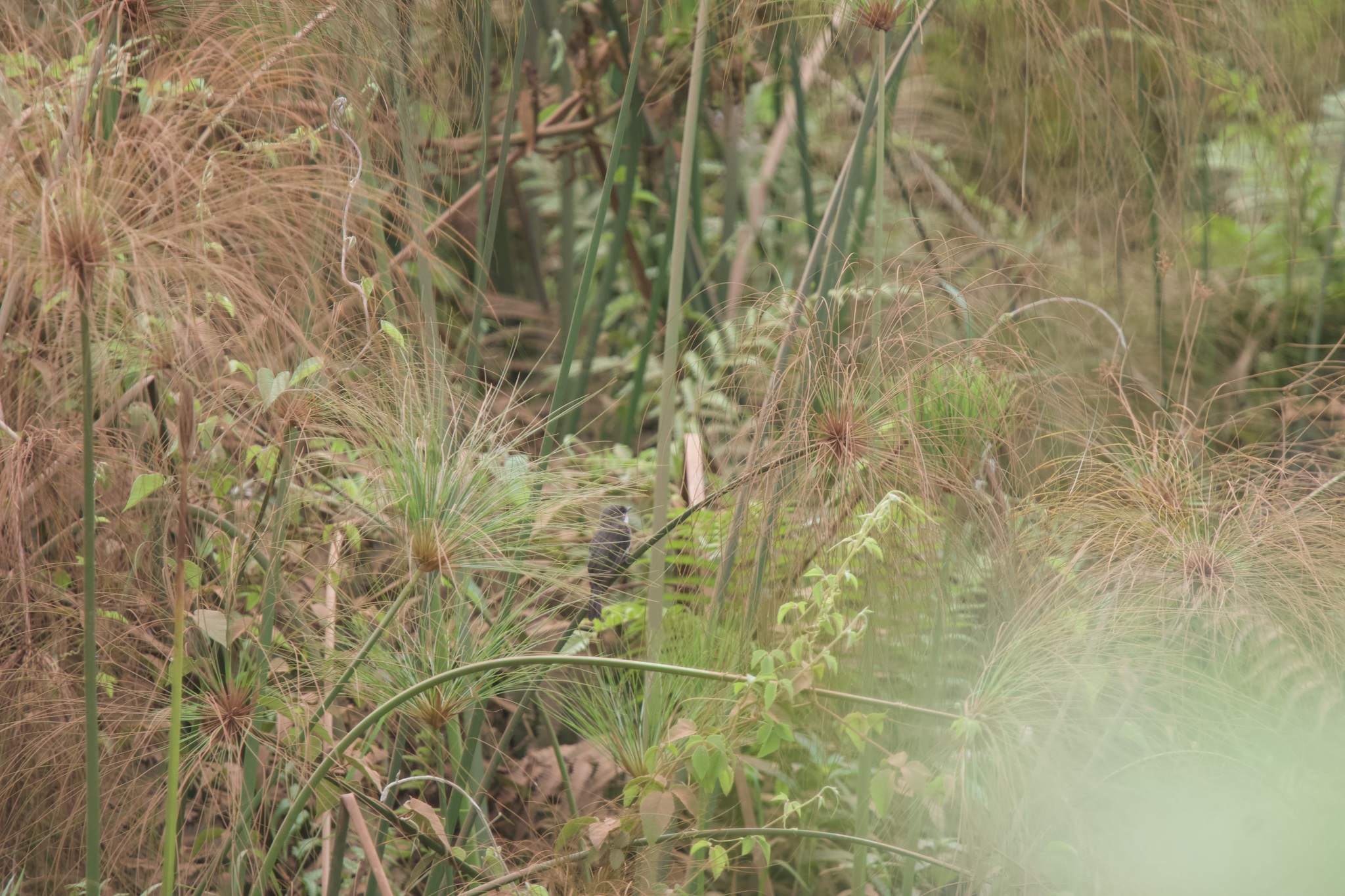 Swamp Flycatcher (Muscicapa aquatica), photo 3