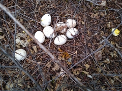 Meleagris gallopavo silvestris