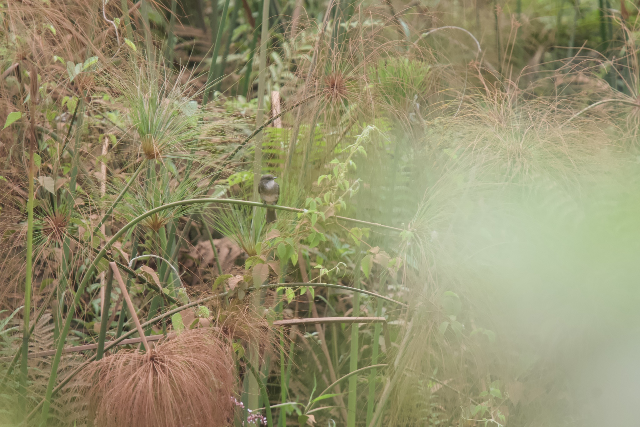 Swamp Flycatcher (Muscicapa aquatica), photo 4