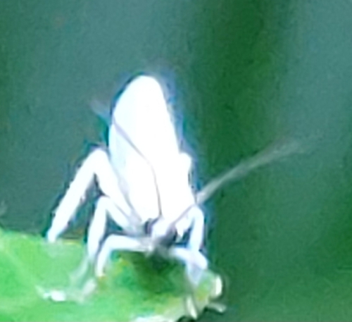 Semidalis