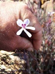 Pelargonium laevigatum