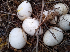 Meleagris gallopavo silvestris