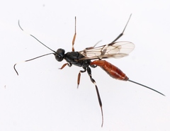 Xorides filiformis