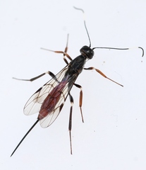 Xorides filiformis