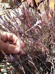Pelargonium laevigatum