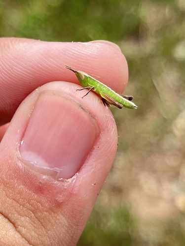 Admirable Grasshopper