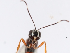 Xorides praecatorius